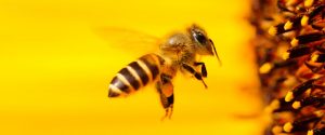 Czym jest pszczoła? cz. 1 Odpowiedź Platona